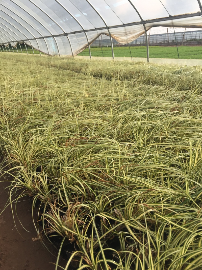 金叶苔草自产自销金叶苔草种植基地600万金叶苔草低价