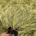 金叶苔草自产自销金叶苔草种植基地600万金叶苔草低价