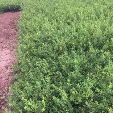 喷雪花自产自销喷雪花基地直销喷雪花种植基地