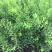 喷雪花自产自销喷雪花基地直销喷雪花种植基地