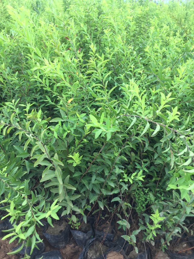 喷雪花自产自销喷雪花基地直销喷雪花种植基地