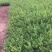 珍珠绣线菊自产自销珍珠绣线菊种植基地珍珠绣线菊