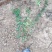 珍珠绣线菊自产自销珍珠绣线菊种植基地珍珠绣线菊
