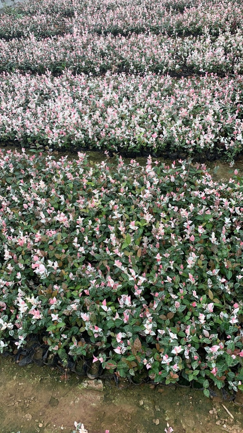 花叶络石自产自销花叶络石种植基地花叶络石处理