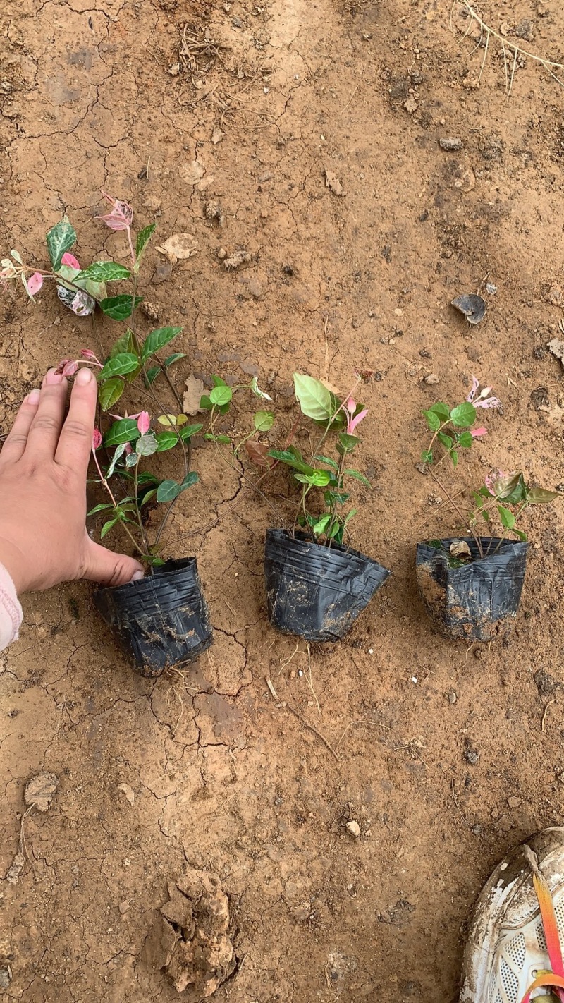 花叶络石自产自销花叶络石种植基地花叶络石处理