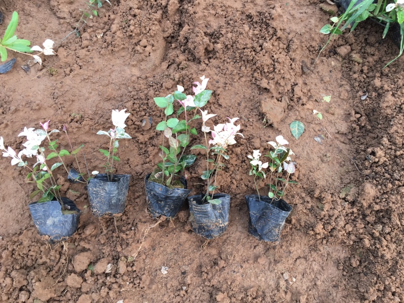 花叶络石自产自销花叶络石种植基地花叶络石处理