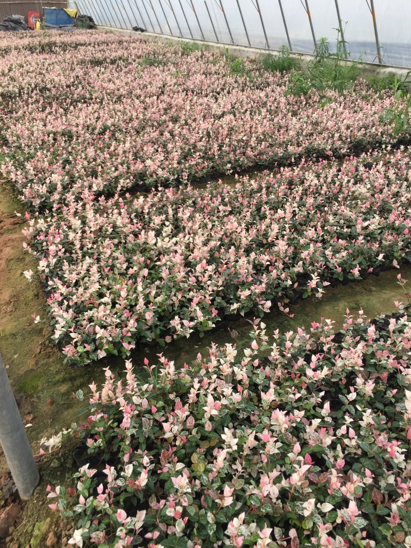 花叶络石自产自销花叶络石种植基地花叶络石处理