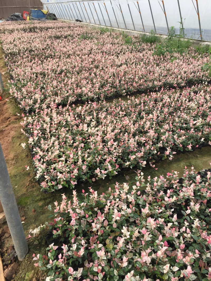 花叶络石自产自销花叶络石种植基地花叶络石处理