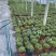 欧石楠自产自销欧石楠种植基地欧石竹批发价格