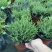 欧石楠自产自销欧石楠种植基地欧石竹批发价格