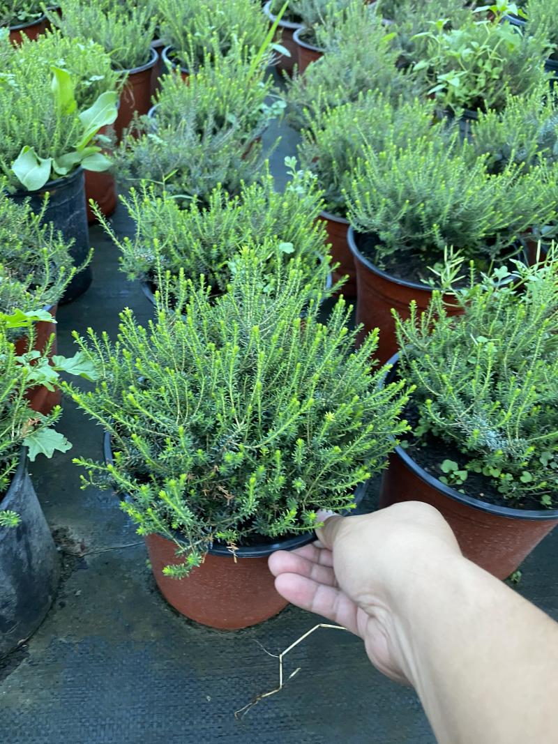欧石楠自产自销欧石楠种植基地欧石竹批发价格