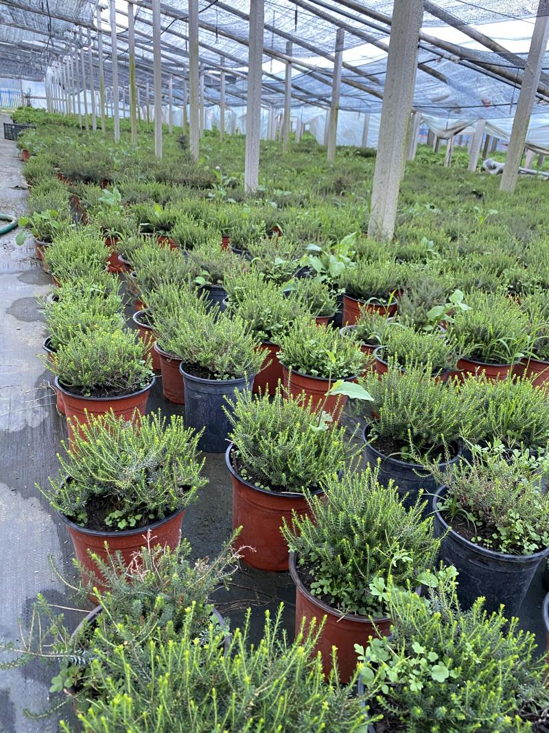 欧石楠自产自销欧石楠种植基地欧石竹批发价格