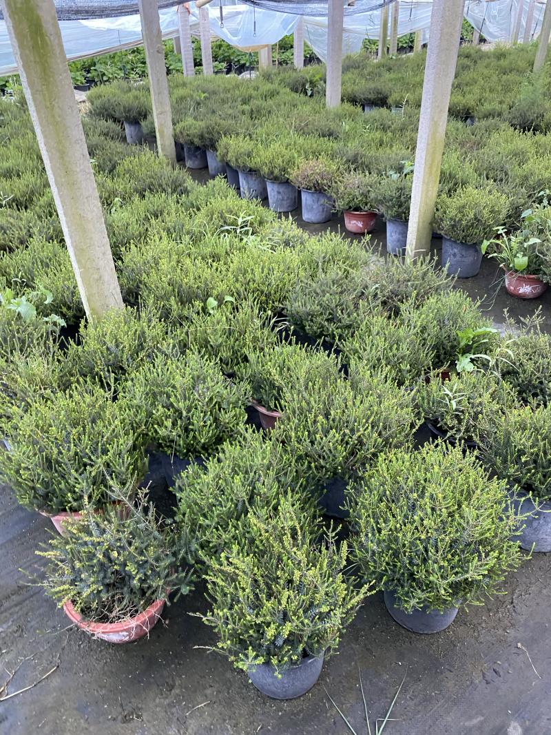 欧石楠自产自销欧石楠种植基地欧石竹批发价格