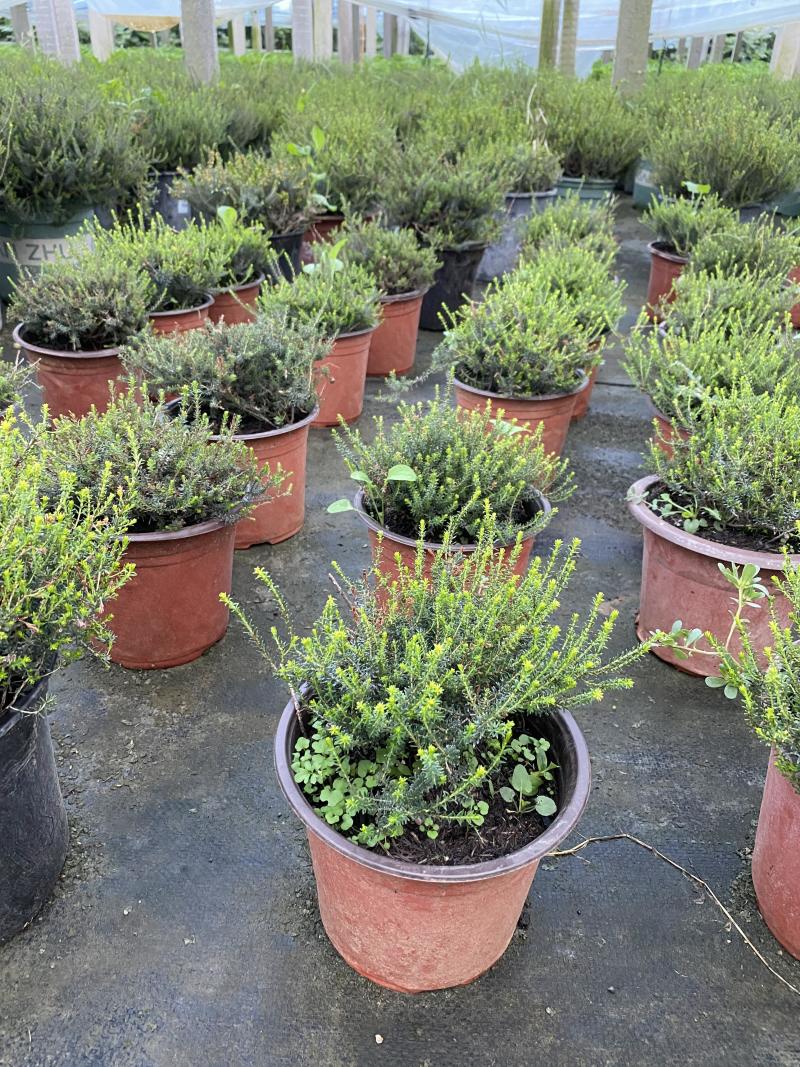 欧石楠自产自销欧石楠种植基地欧石竹批发价格