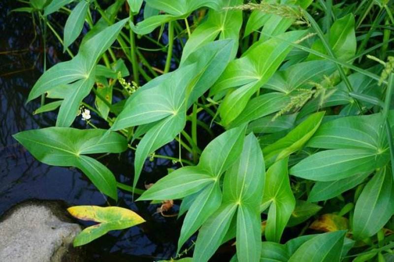 慈姑农户直销种植基地慈姑自产自销