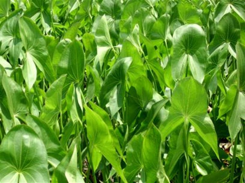 慈姑农户直销种植基地慈姑自产自销
