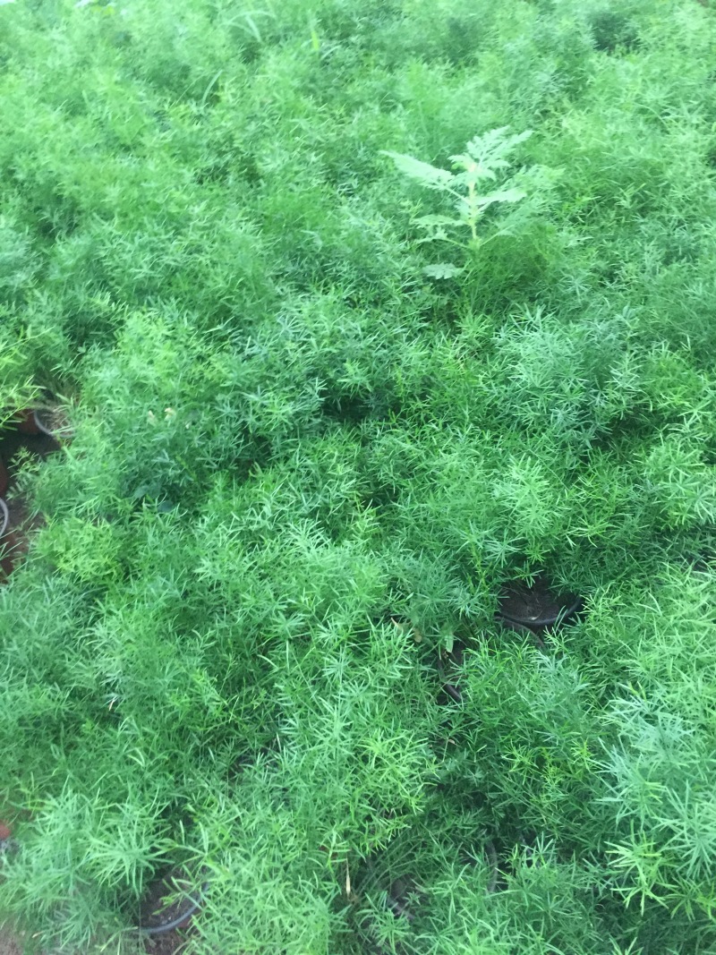 天门冬自产自销天门冬种植基地天门冬