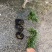石岩杜鹃自产自销石岩杜鹃农户直销石岩杜鹃