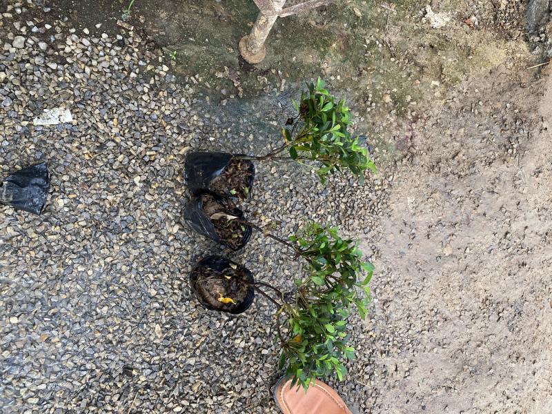 石岩杜鹃自产自销石岩杜鹃农户直销石岩杜鹃