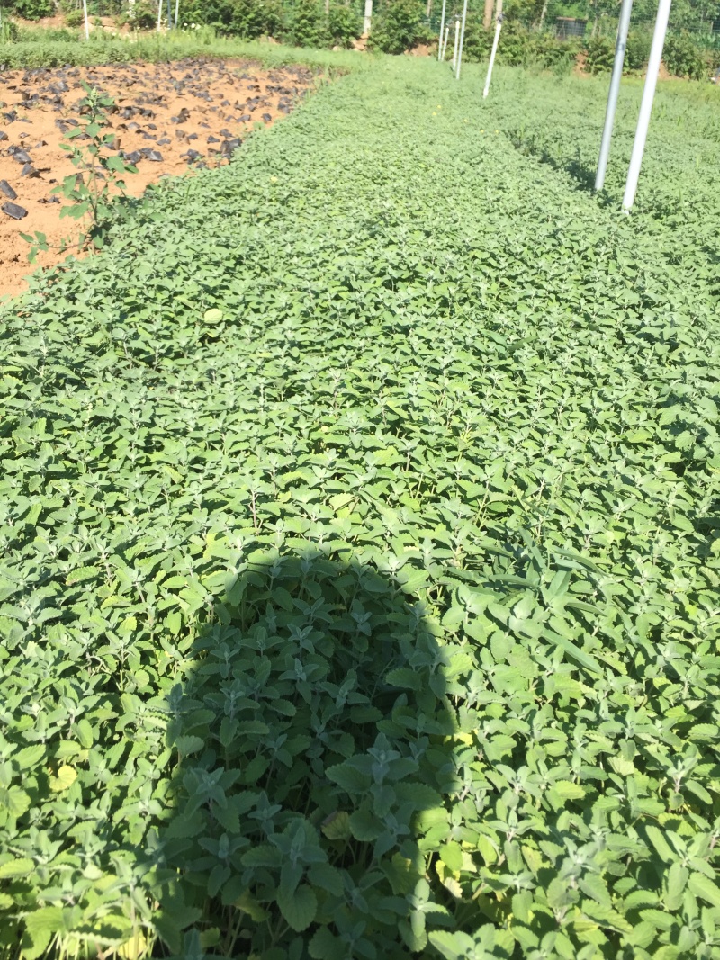 荆芥自产自销荆芥600万低价处理荆芥农户直销