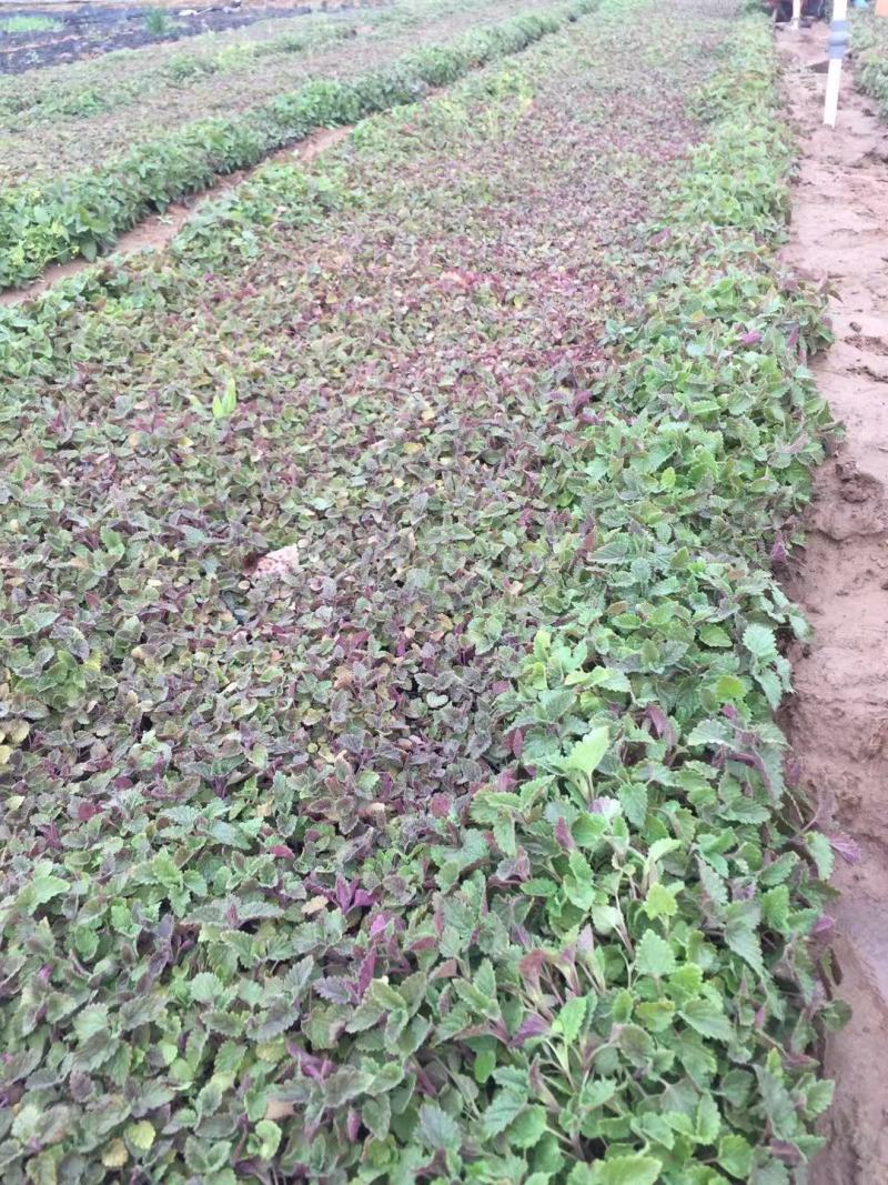 荆芥自产自销荆芥600万低价处理荆芥农户直销