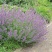 荆芥自产自销荆芥600万低价处理荆芥农户直销