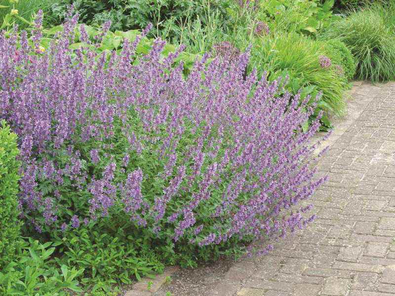 荆芥自产自销荆芥600万低价处理荆芥农户直销