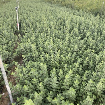 单叶蔓荆自产自销单叶蔓荆50万低价处理