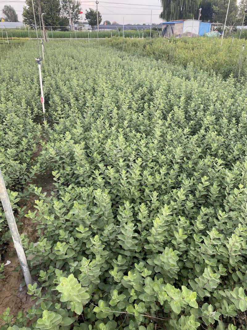 单叶蔓荆自产自销单叶蔓荆50万低价处理