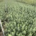 单叶蔓荆自产自销单叶蔓荆50万低价处理