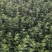 单叶蔓荆自产自销单叶蔓荆50万低价处理