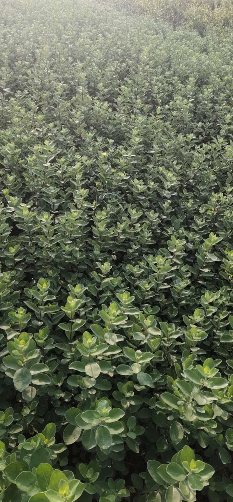 单叶蔓荆自产自销单叶蔓荆50万低价处理