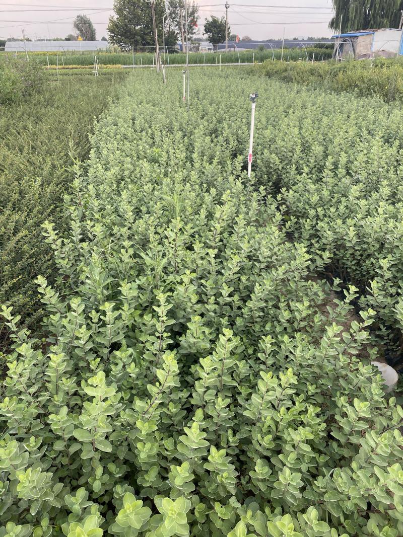 单叶蔓荆自产自销单叶蔓荆50万低价处理