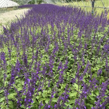 蓝霸鼠尾草自产自销蓝霸鼠尾草种植基地