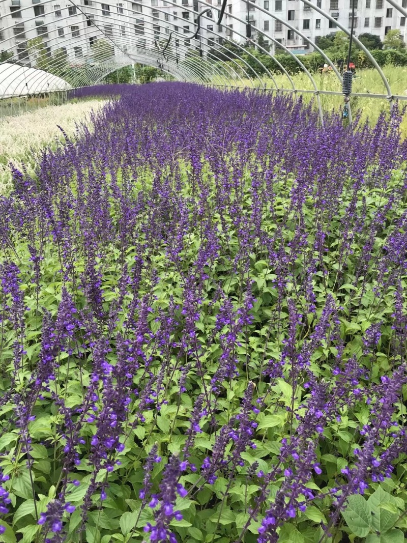 蓝霸鼠尾草自产自销蓝霸鼠尾草种植基地
