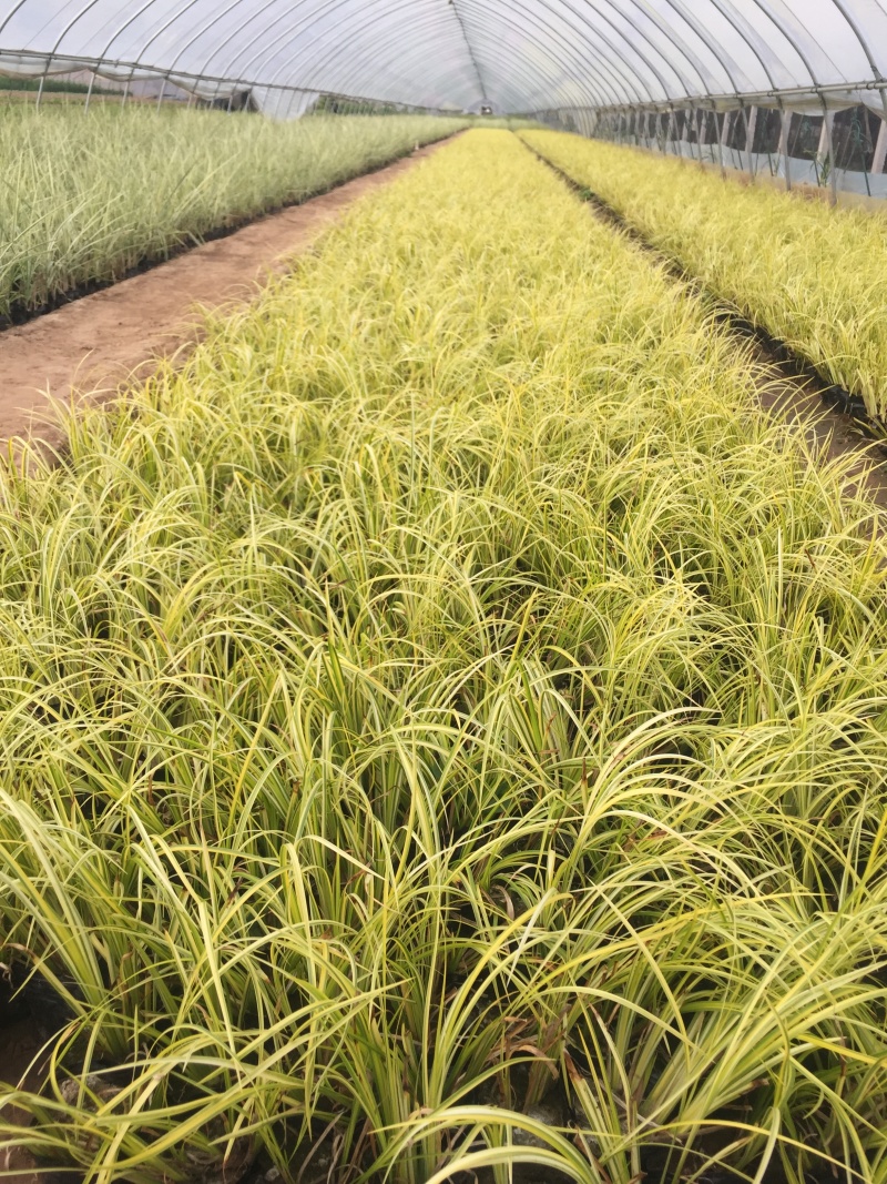 金线石菖蒲自产自销金线石菖蒲种植基地金线石菖蒲