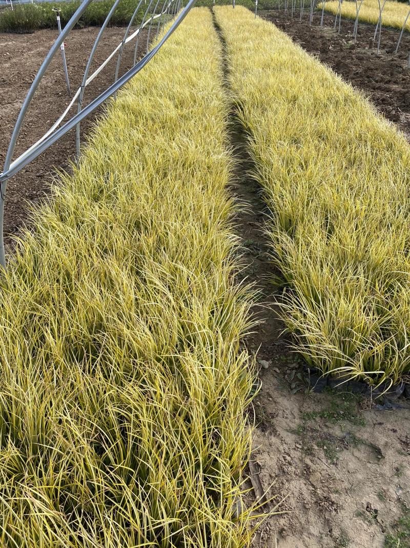 金线石菖蒲自产自销金线石菖蒲种植基地金线石菖蒲