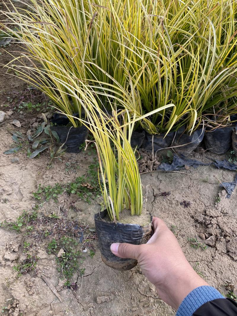 金线石菖蒲自产自销金线石菖蒲种植基地金线石菖蒲