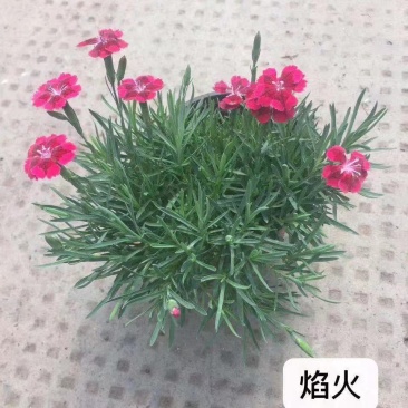 欧石竹焰火种植基地欧石竹焰火自产自销