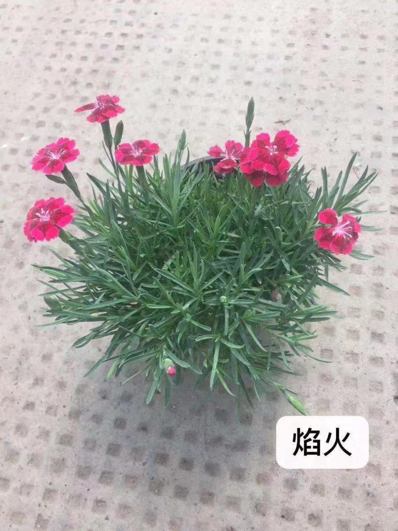 欧石竹焰火种植基地欧石竹焰火自产自销
