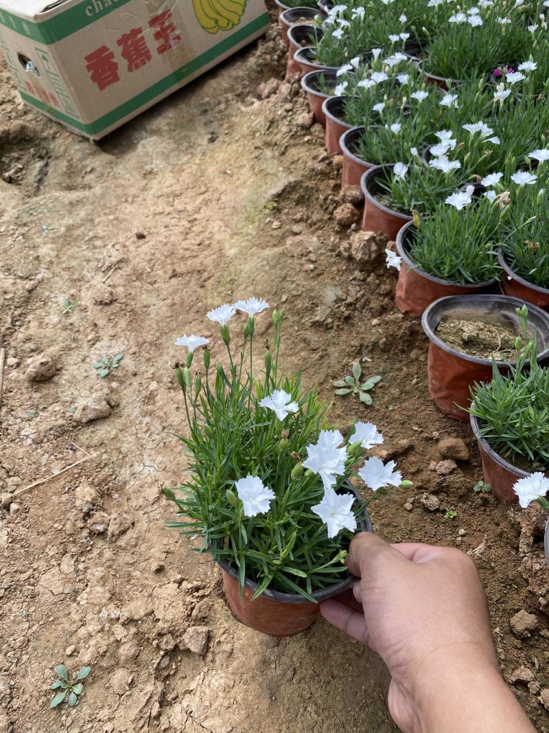 欧石竹雪山种植基地白色欧石竹自产自销