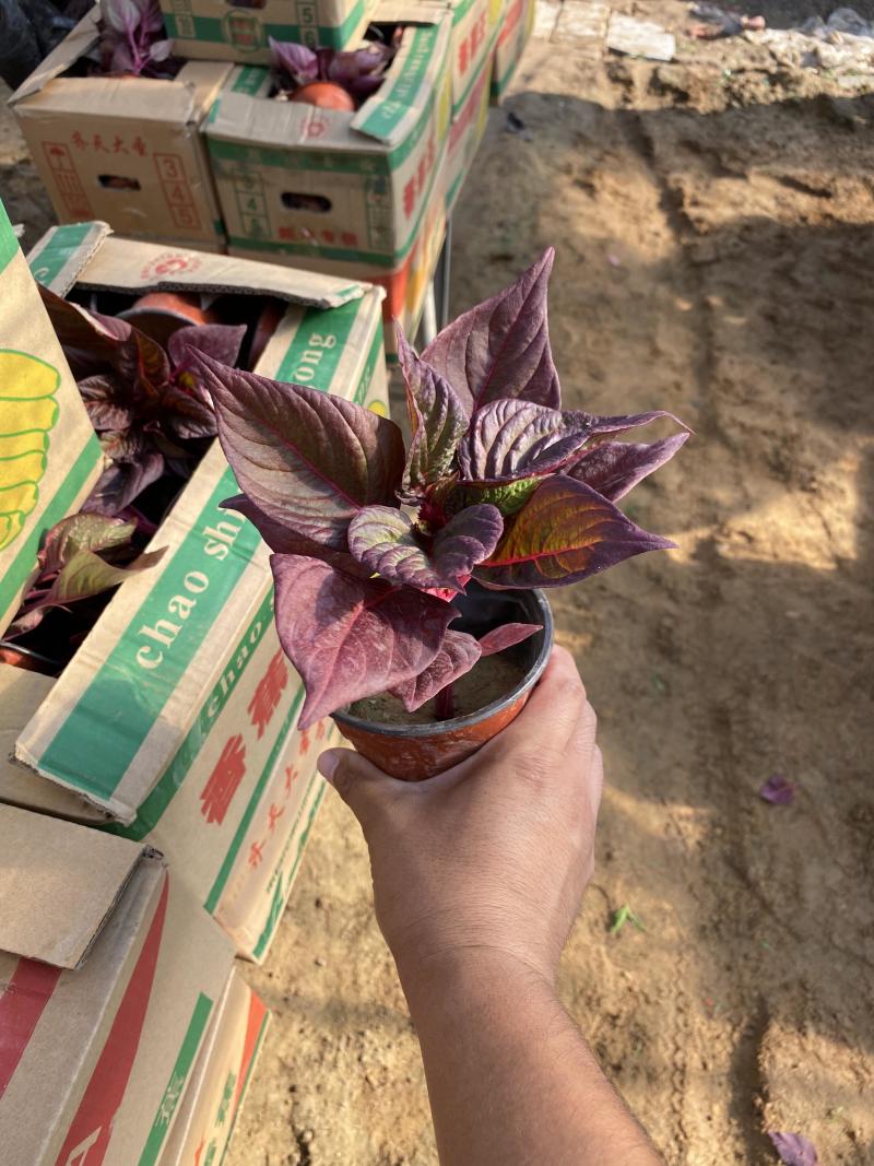 红叶鸡冠花自产自销红叶鸡冠花600万低价处理