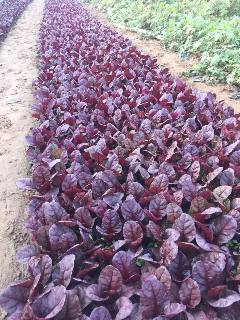 红叶甜菜自产自销红叶甜菜60万低价处理