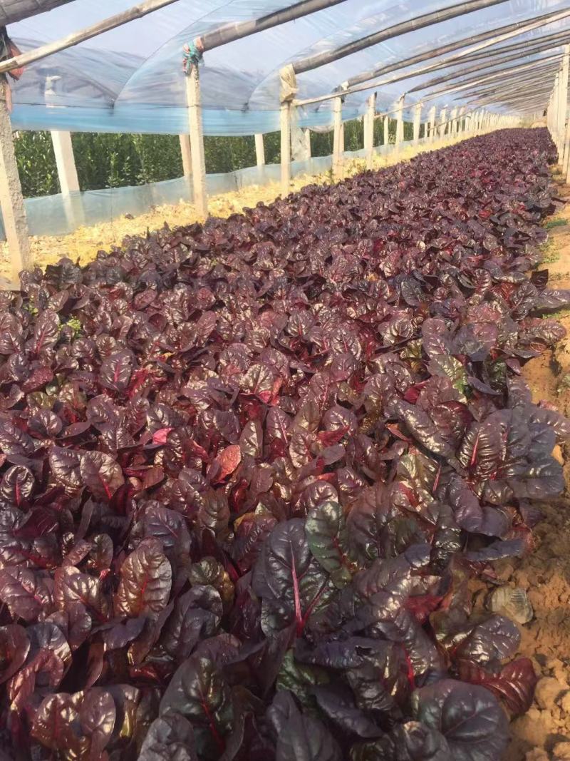 红叶甜菜自产自销红叶甜菜60万低价处理
