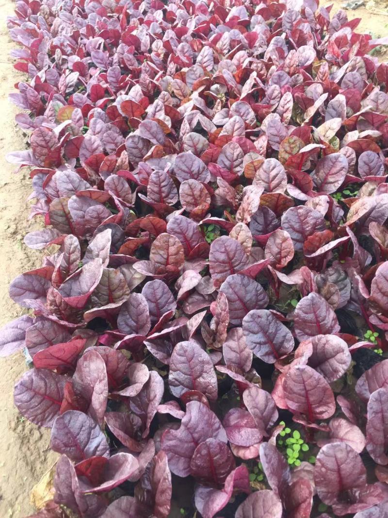 红叶甜菜自产自销红叶甜菜60万低价处理