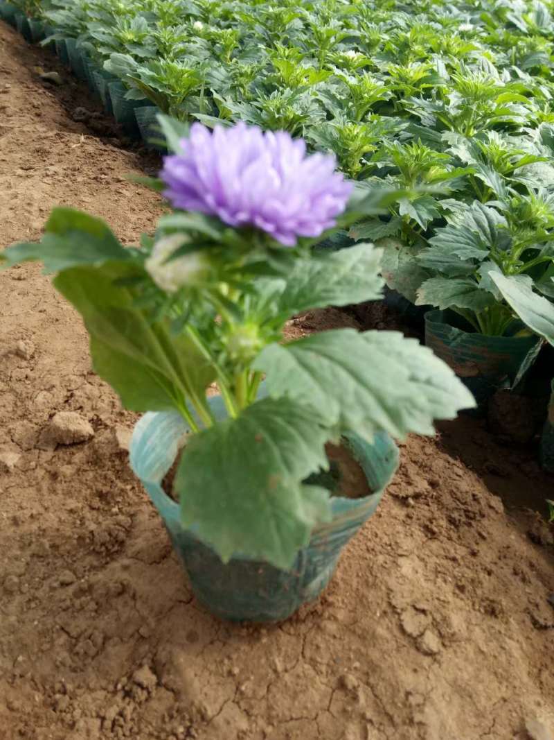 翠菊自产自销翠菊种植基地翠菊60万低价处理