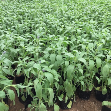 草花鼠尾草自产自销草花鼠尾草60万低价处理
