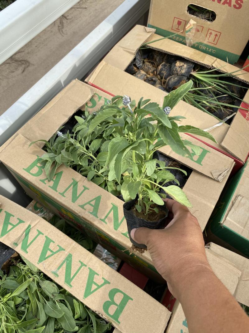 草花鼠尾草自产自销草花鼠尾草60万低价处理