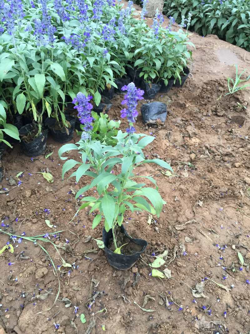 草花鼠尾草自产自销草花鼠尾草60万低价处理
