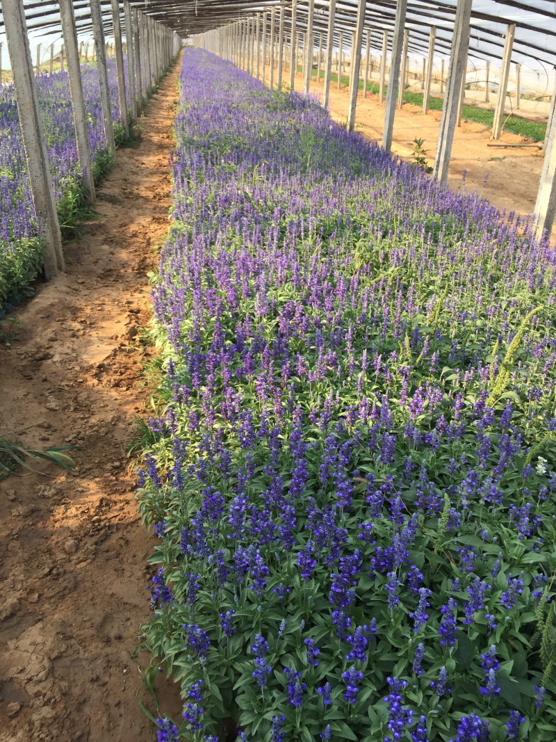 草花鼠尾草自产自销草花鼠尾草60万低价处理